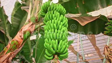 香蕉种植园。 香蕉树，有巨大的绿叶。 一串绿色生长的香蕉.. 有机食品的概念